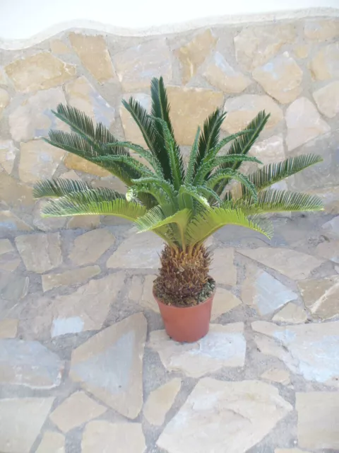 Cycas revoluta, una hermosa planta - Helecho de palma sagú japonés - Cícada