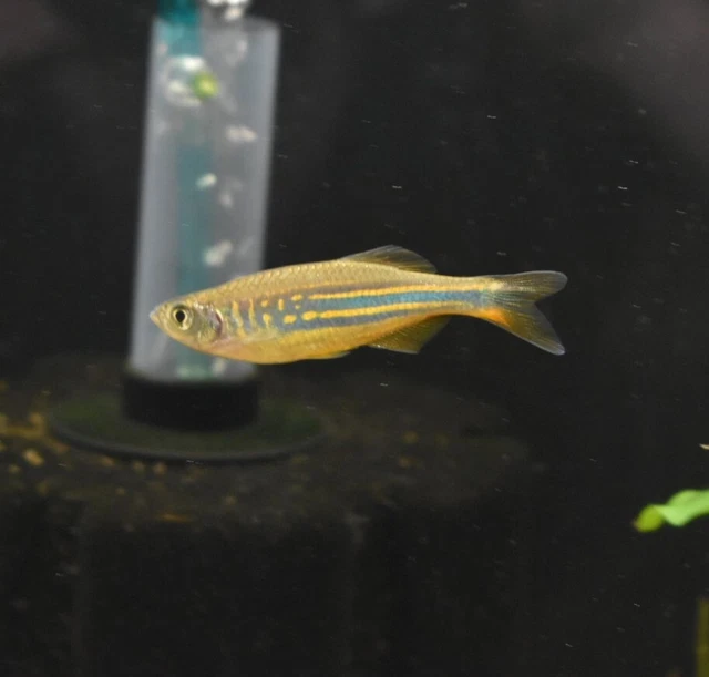 Live Giant Danio (Pack of 2 Freshwater Aquarium Fish) *PLS READ DESCR* 8
