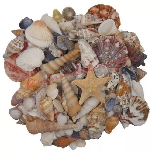 Cáscaras mixtas caparazón natural caracoles de playa caparazón de boda exhibición artesanal acuario