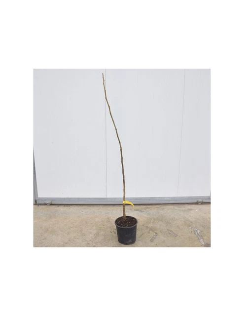 Pianta Di Noce Chandler Innestata – Altezza 180 Cm In Vaso, Pronta Da Trapiantare