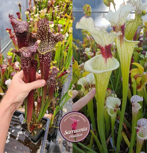 25) Sarracenia seeds 2023-2024 / carnivorous plants rare