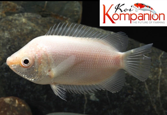 3/5/10X Pink Kissing Gourami Freshwater Fish Free Shipping Koi Kompanion