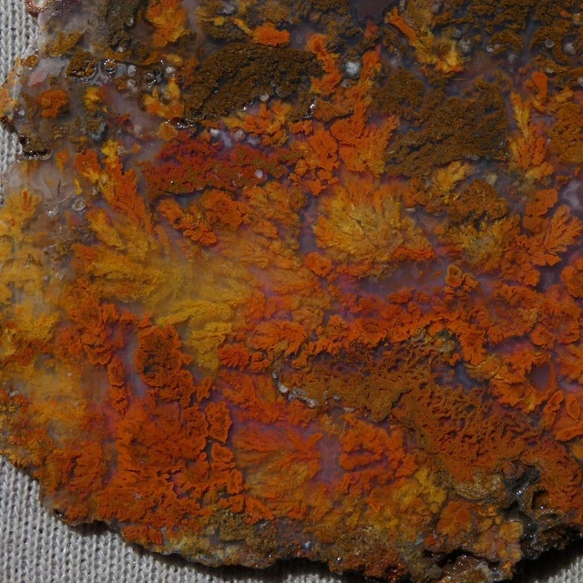 RimRock: BLOODY BASIN? PLUME AGATE Rough Slice