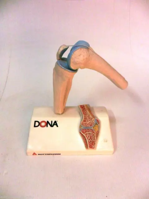 Modell Anatomic Pharma rottapharm dona Vintage