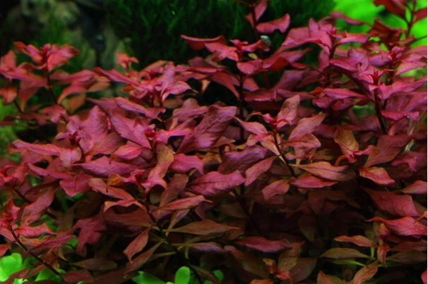 Kleine Tiefrote Ludwigie / Ludwigia sp. Super Red - Super Rot