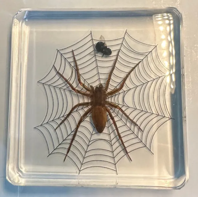 2.9" Real Golden Spider on Web w/ Fly in Clear Lucite Resin Science Education