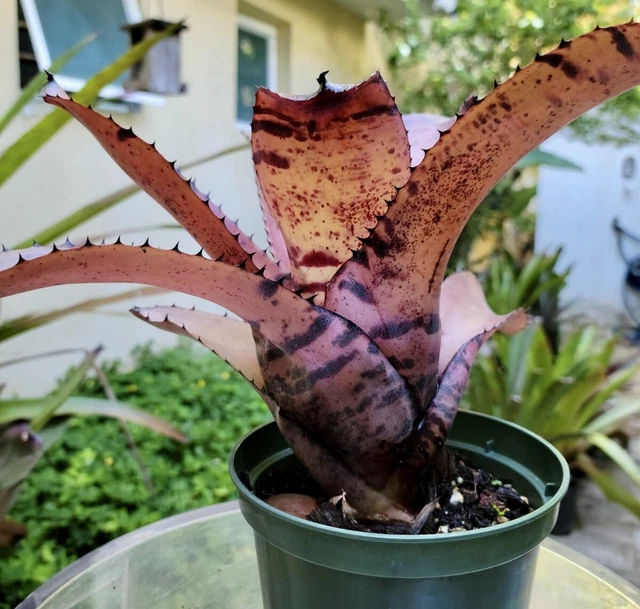 ブロメリア・エアープランツ Neoregelia Carcharodon Giant Neoregelia carcharodon 'Giant' – bromeliad.com