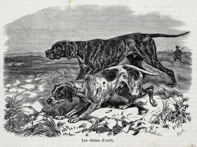 Dog German SHorthaired & English Pointer 1860s Engraving Antique Print & Article