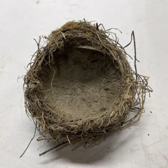 Real-life Bird Sparrow’s Nest made from grasses, twigs, moss and mud.