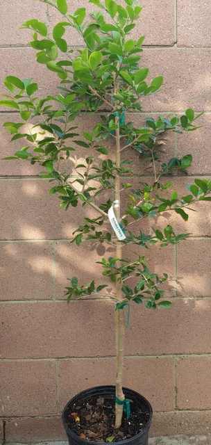Barbados-Cherry (Sơ-ri Gò Công) Tropical Fruit Trees 2