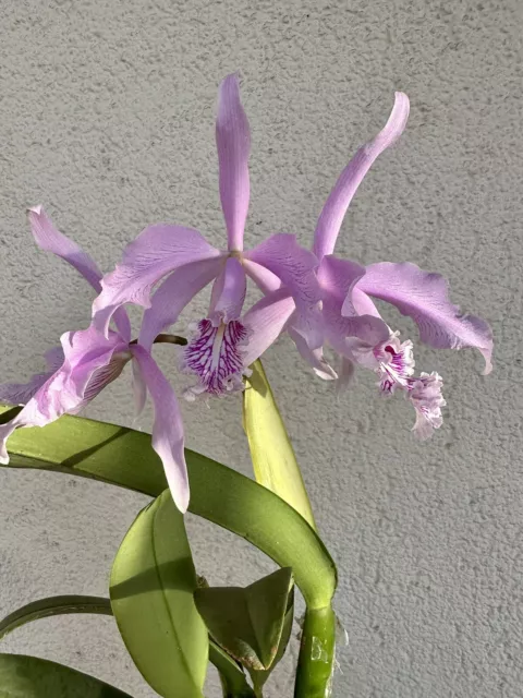 Cattleya maxima orchid species Very rare Blooming