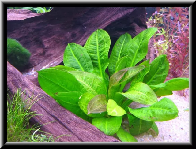 petite echinodorus avant plan nano  plante aquarium facile 2