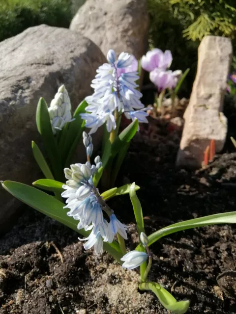 20 x PUSCHKINIA Libanotica BULBS RUSSIAN SNOWDROPS Early Spring Flowering Plant 2