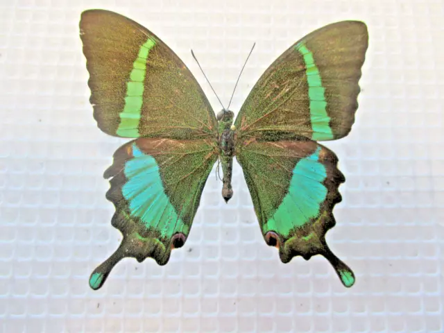 Entomologie Papilionidae Papilio crino Mâle Rare Sud-Inde