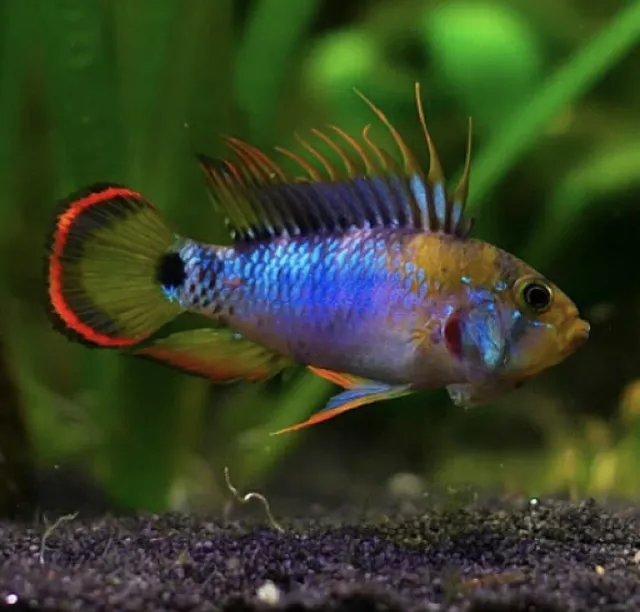 Apistogramma Baenschi “Inca” M/F/F Trio -Captive Bred Dwarf Cichlids!