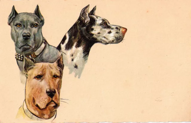 Carte postale ancienne illustrée - Chiens - Non circulée