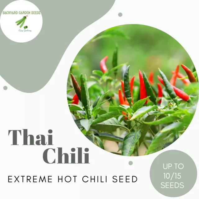 THAI CHILLI EXTREME HOT  Heavy Yield Chili Pepper Heirloom 10/15 Seeds