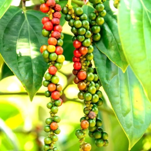 200+ Black Pepper Peppercorn Piper Nigrum Heirloom Planting Seeds From Ceylon