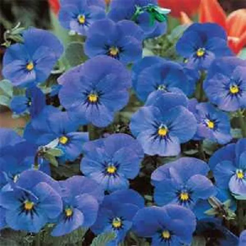 New! 30+ Viola Cornuta Blue Large Flowered Flower Seeds / Shade Perennial