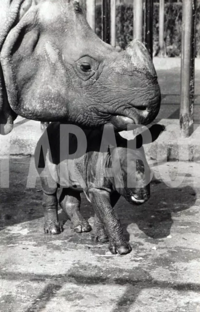 Photo de presse vintage Animaux Rhinocéros Whipsnade Zoo Parc Roopa