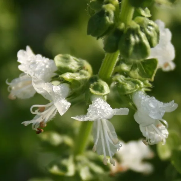 Huile essentielle BASILIC EXOTIQUE  - ocimum basilicum