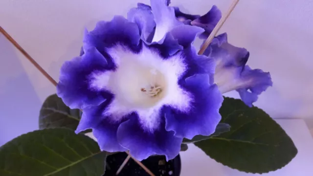 SEEDS 50 graines de GLOXINIA MIX (Sinningia Speciosa) Gesneriad