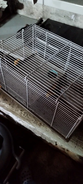 Gabbia Per Uccelli Cova 55 Medium - Per Uccelli Esotici Piccoli, Design Rimosibile, Sicura - Foto 6