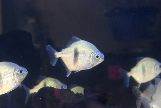 1 Live Colombian Blue Hook Silver Dollar Freshwater Tropical Fish 3-4" Inches A+