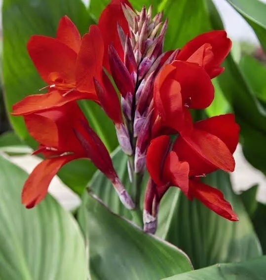 5 x Red Flower Cannaceae-Canna Lily - Rhizomes