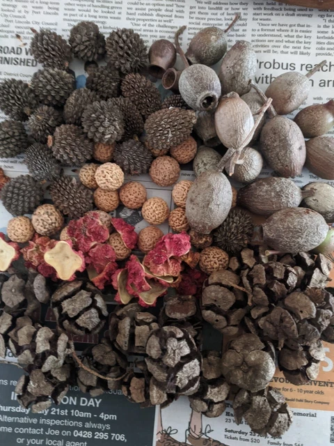 Mixed Seed Pods pack of 100
