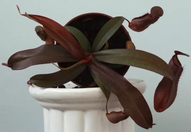 Nepenthes sanguinea (brocca tropicale delle Highlands) pianta carnivora viva in vaso da 3⁄2 3