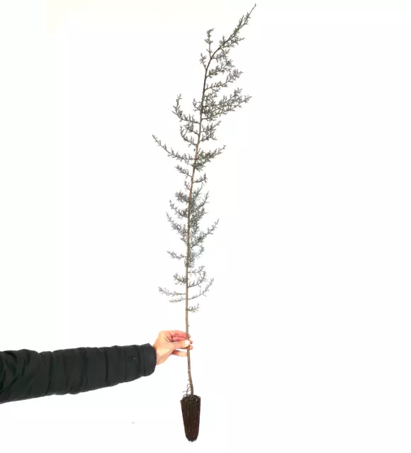 Cupressus arizonica 80-120cm 2