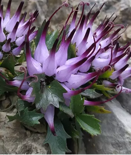 50 semillas de Garra del diablo  Physoplexis Comosa - El Rampion Flores alpinas