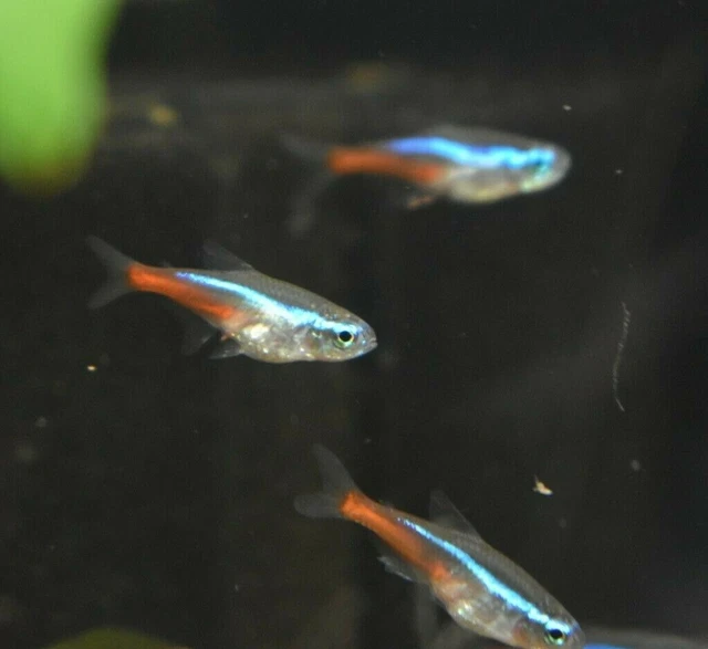 Live Neon Tetras (Pack of 12 Freshwater Aquarium Nano Fish) *PLS READ DESCR* 2