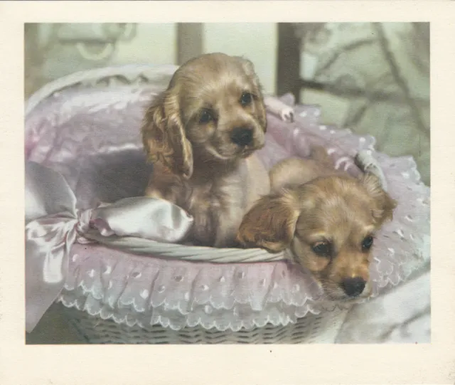 PACK OF 5 Happy Christmas Vintage Greeting Cards Merry Cocker Spaniel Puppy Dogs