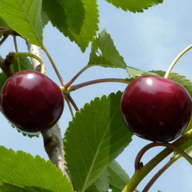 Kirschbaum Regina, Süßkirsche, Prunus Regina 200-250 Cm