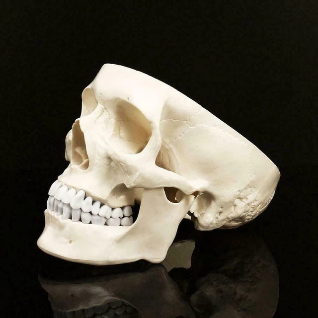 Cabeza de resina esqueleto de anatomía anatómica humana tamaño natural PVC cráneo de enseñanza A3R6 <