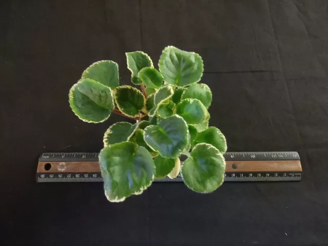 African Violet LEAF POT "Cajun's Hot To Trot"
