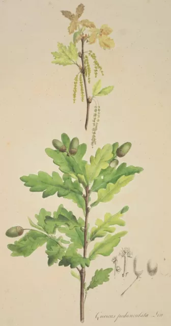 EICHE (QUERCUS) - Ansicht - kol. Lithographie um 1850