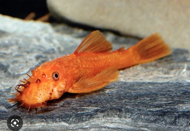 (Pack Of 2) SUPER RED Bristlenose Pleco 3.5-4cm