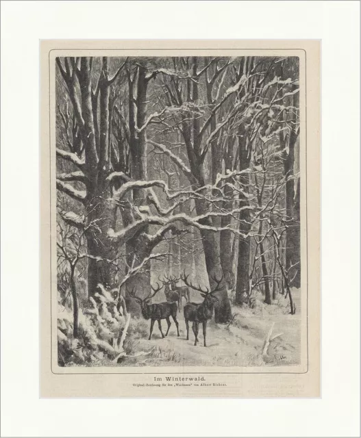 Im Winterwald Rotwild Rudel Hirsch Reh Winterlandschaft Bäume  Waidmann 0150