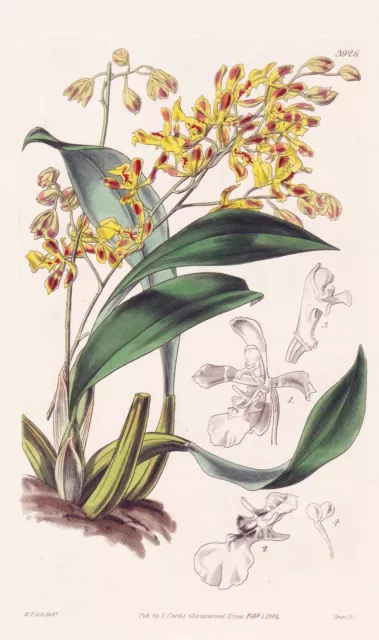 Oncidium Pubes Brasil Orchidea Orchid Fiore Botany Engraving Curtis 3926