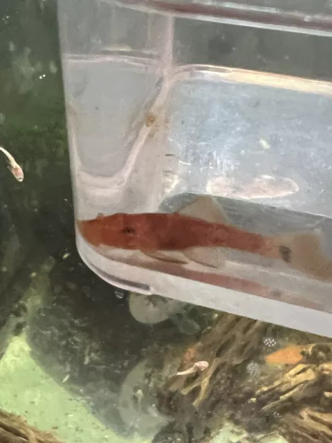 2 marble super red Bristlenose Plecos, one day only sale. 1.25-1.5 in