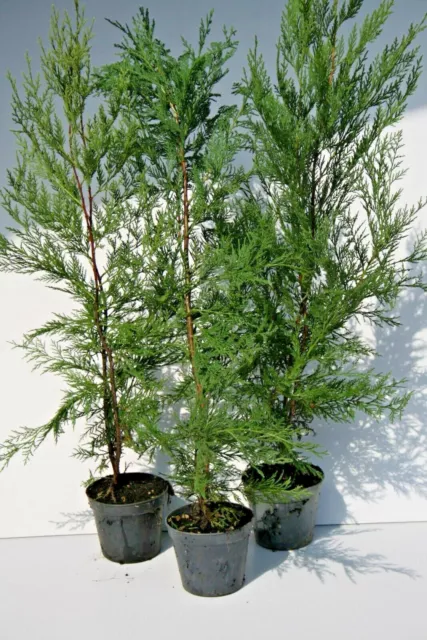 cupressociparis leylandii  40cm pinetto-cipresso pianta da siepe