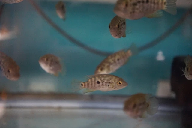 Cuban Cichlid Sale 4