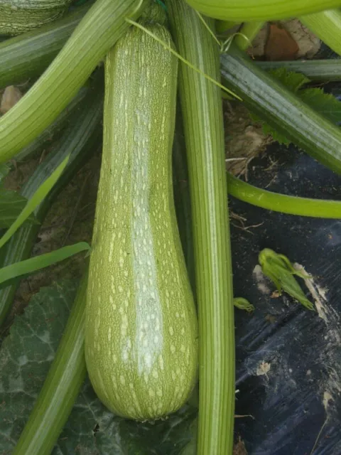 15 Graines De Courgette Genovese (bio)