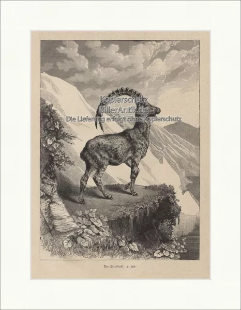 Der Steinbock Capra Ibex Alpen Heinrich Leutermann Holzstich Jagdzeitung 0209