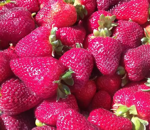 FRESAS  Fragaria Vesca  220 Semillas seeds