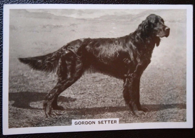 GORDON SETTER   Vintage 1939 Photo Card   WC02MS