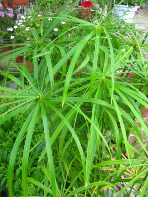 100x Umbrella Grass Cyperus alternifolius Seeds Easy House Plant Marginal Pond